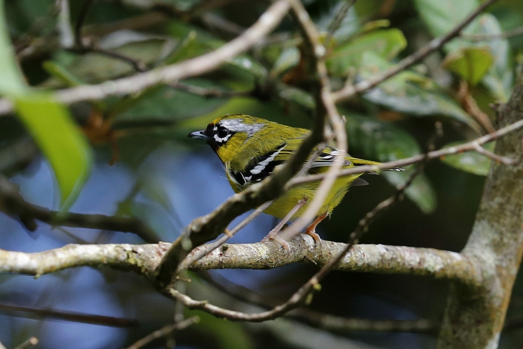 Phu Luang Wildlife Sanctuary