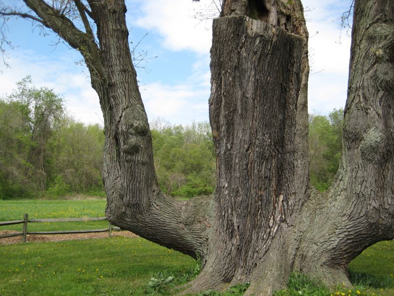 Akron Signal Tree Trunk