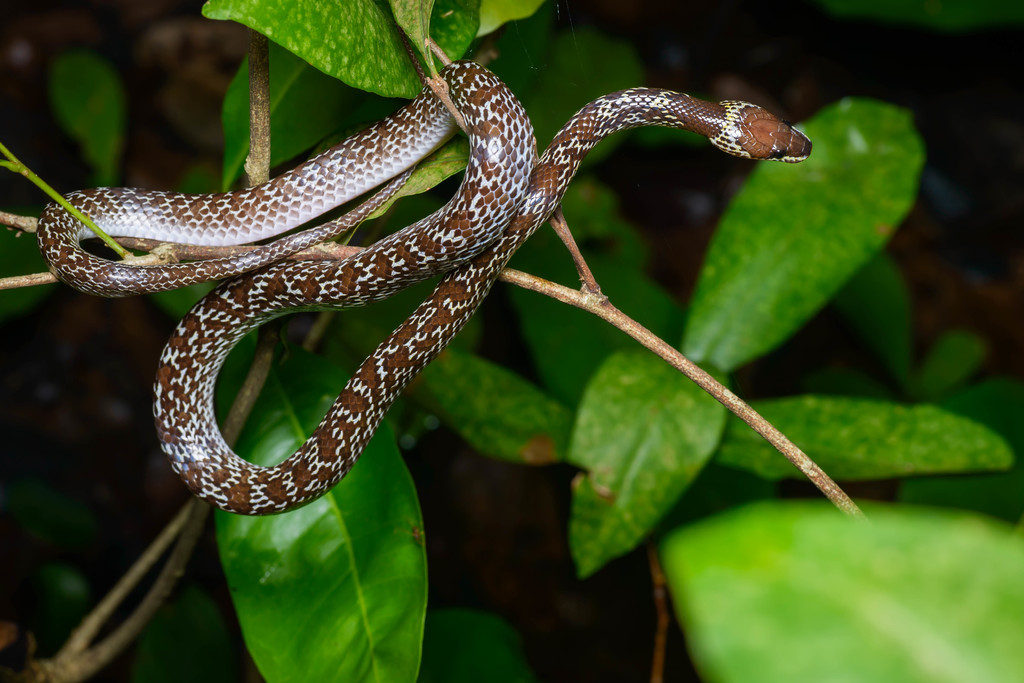 Khao Nang Phanthurat Forest Park