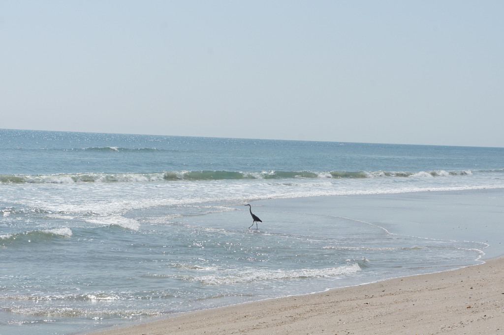 Heron, Playalinda Beach