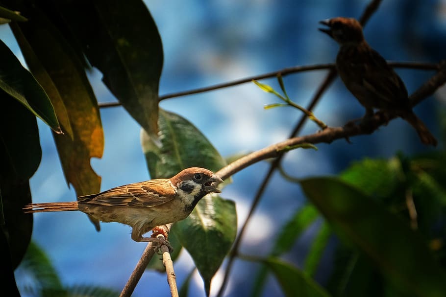 Bird