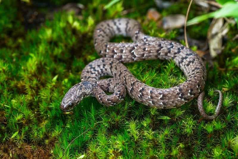 Pareas macularius, Spotted slug-eating snake - Phu Hin Rong Kla National Park