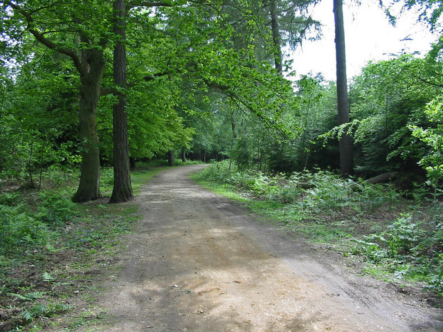 Wilverley Inclosure, New Forest, Hampshire. - geograph.org.uk - 440254