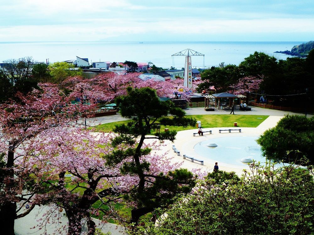 Catch the cherry blossoms at tranquil Hakodate Park