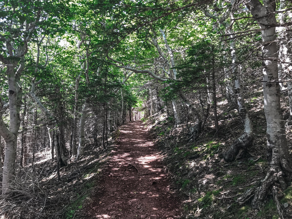 Acadia Hike Trail View Trees