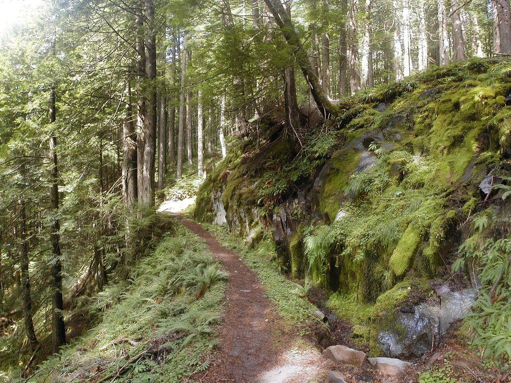 Mt Hood Wilderness near Ramona Falls
