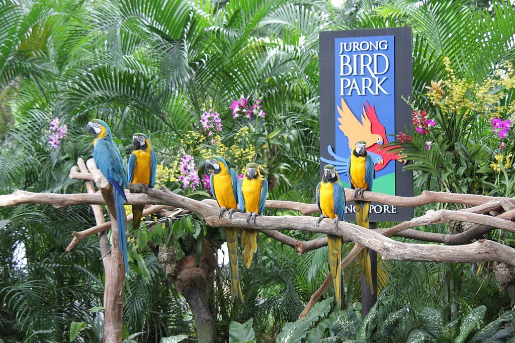 Ara ararauna -Jurong Bird Park -sign-8a