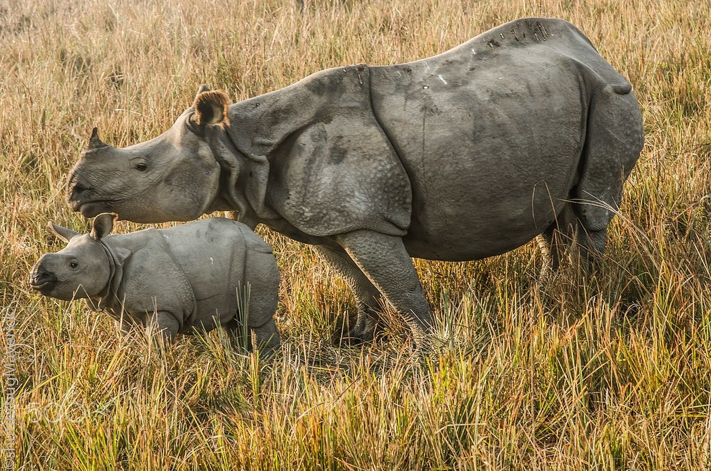 Pobitora Wildlife Sanctuary India