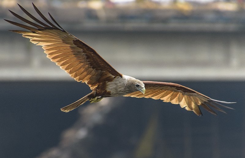 Shankhachil bird