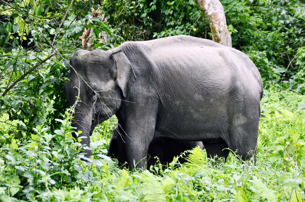 Wild Elephant at nameri National Park