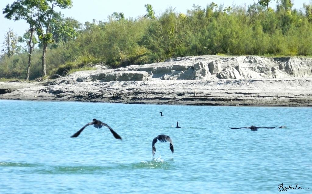 Dibru-Saikhowa National Park (2)