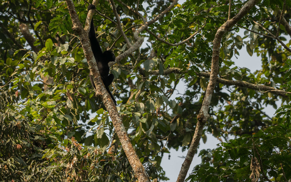 Hoolock Gibbon