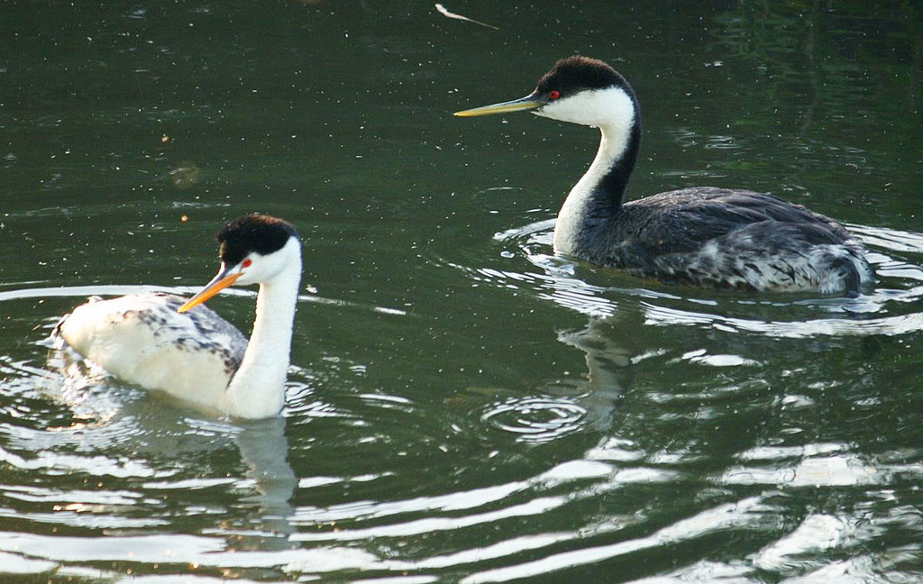 Ducks in Alhambra Creek