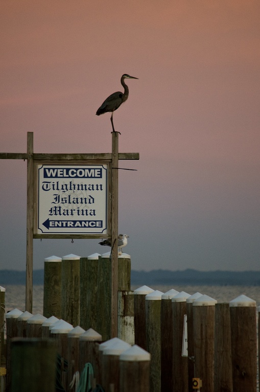 Welcome to Tilghman Island