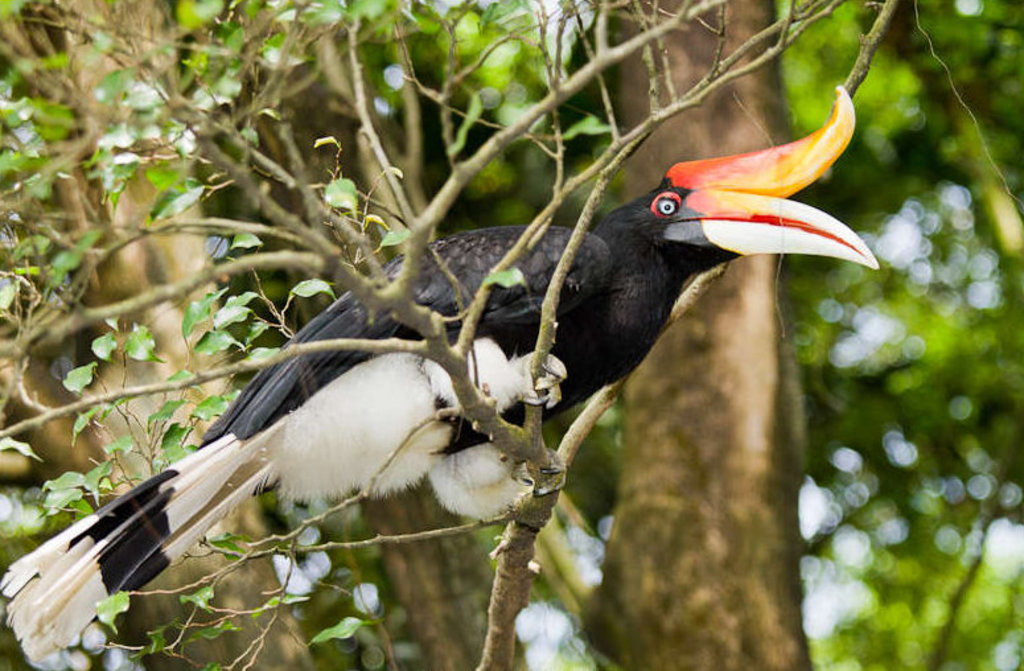 Buceros rhinoceros -Kuala Lumpur Bird Park, Malaysia-8a (1)
