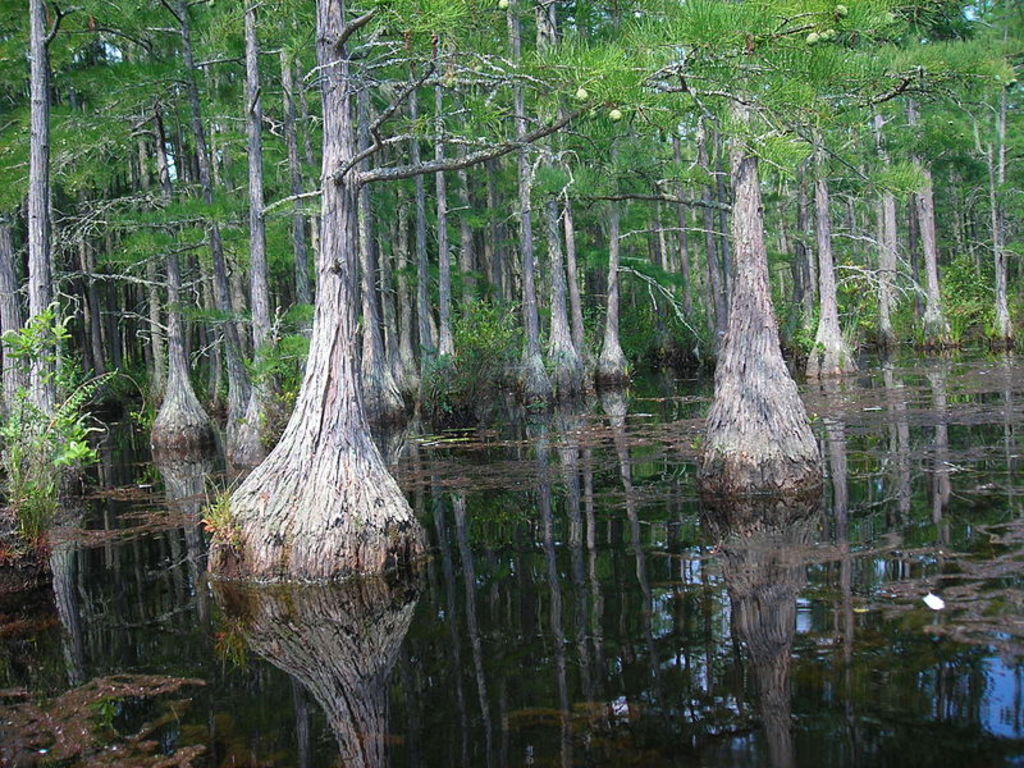 Cypress trees in Pine Tree Creek Goodale State Park