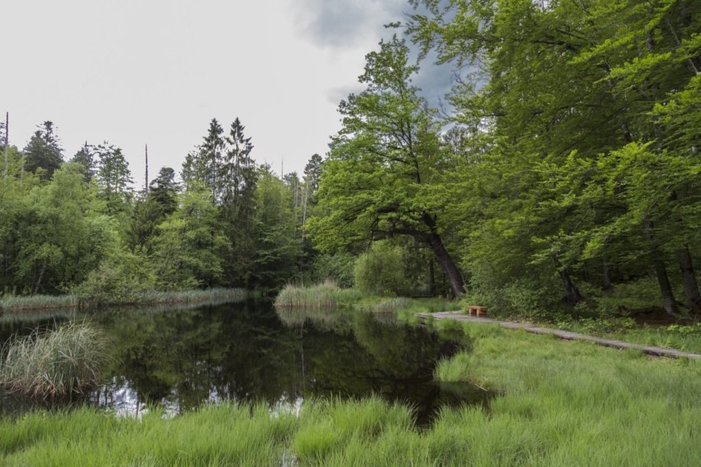 Wetlands