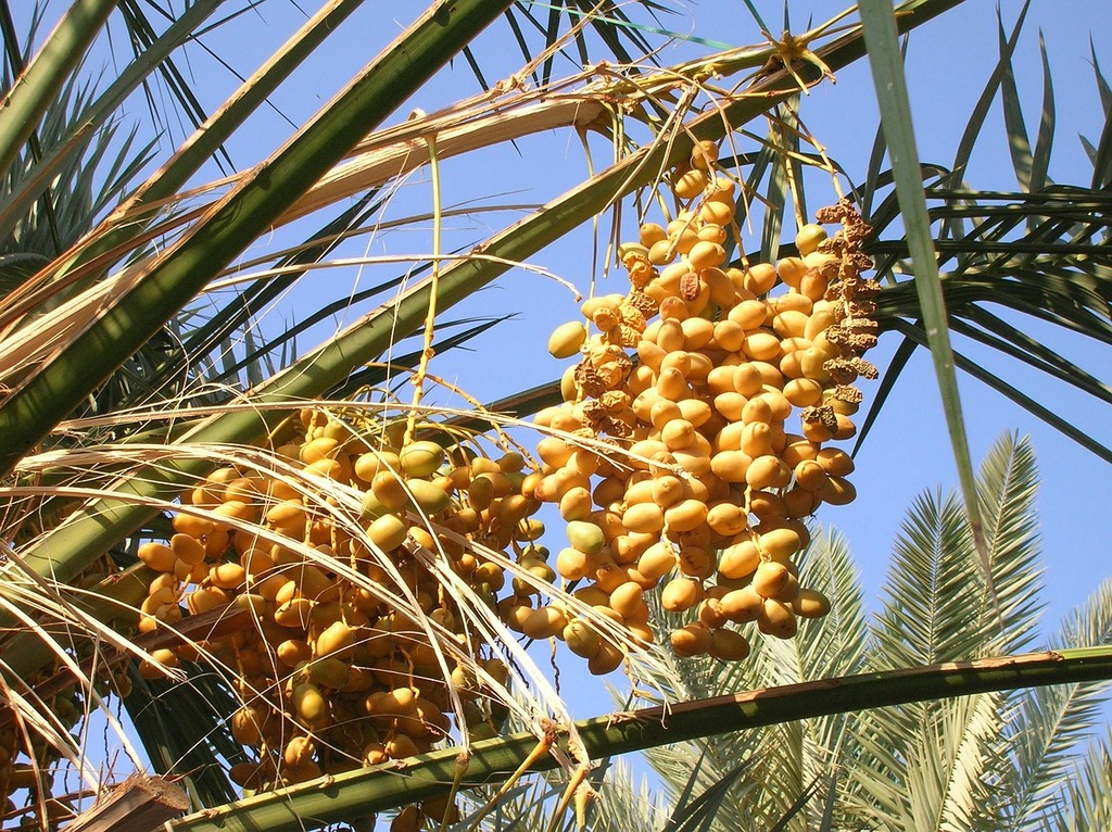 Farm in Medina