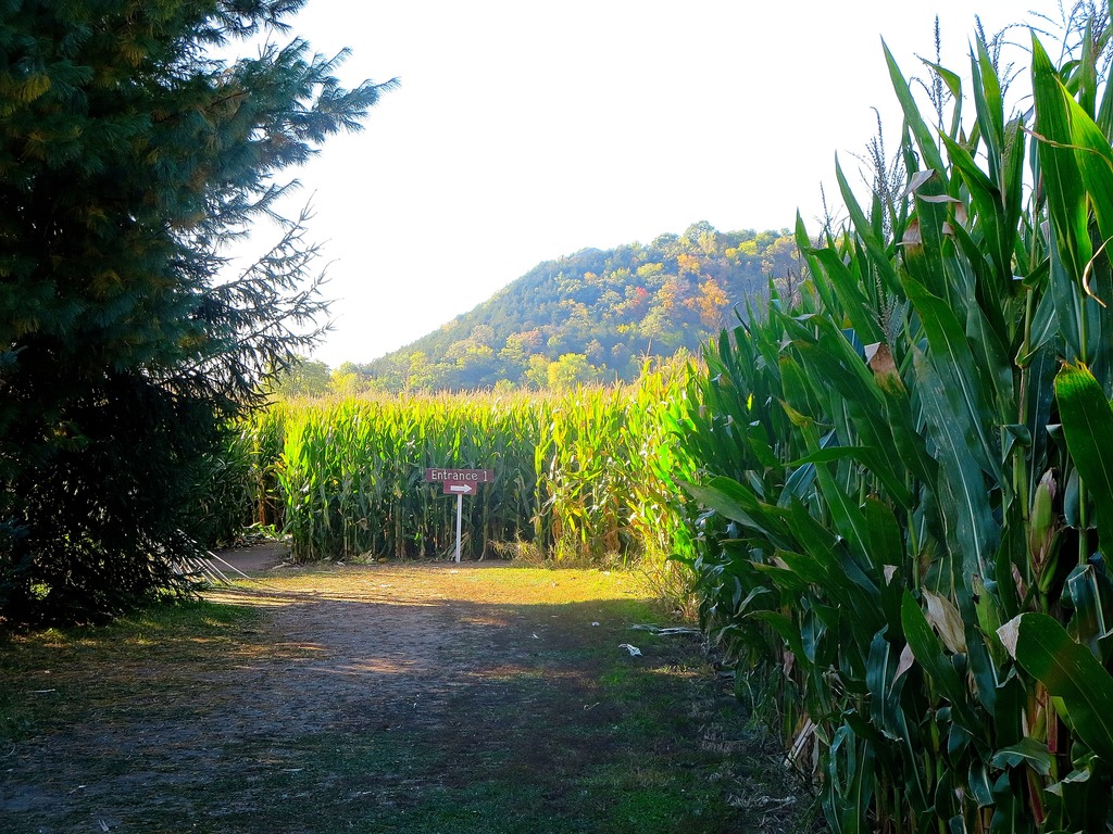 Corn Maze