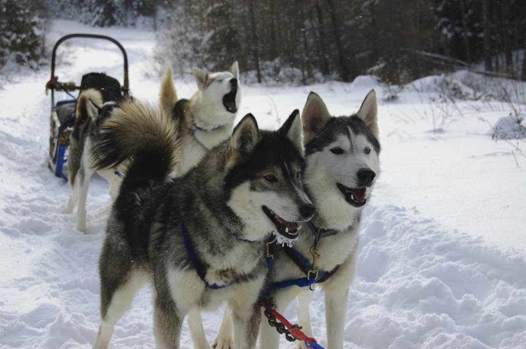 Winterdance Canada Dog Sledding Huskies (4834248241)