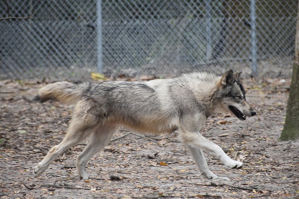 Gray Wolf