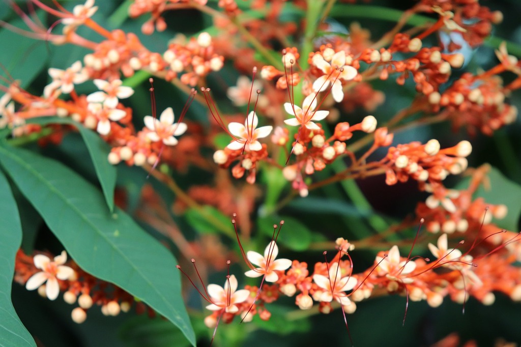 Tropical plants
