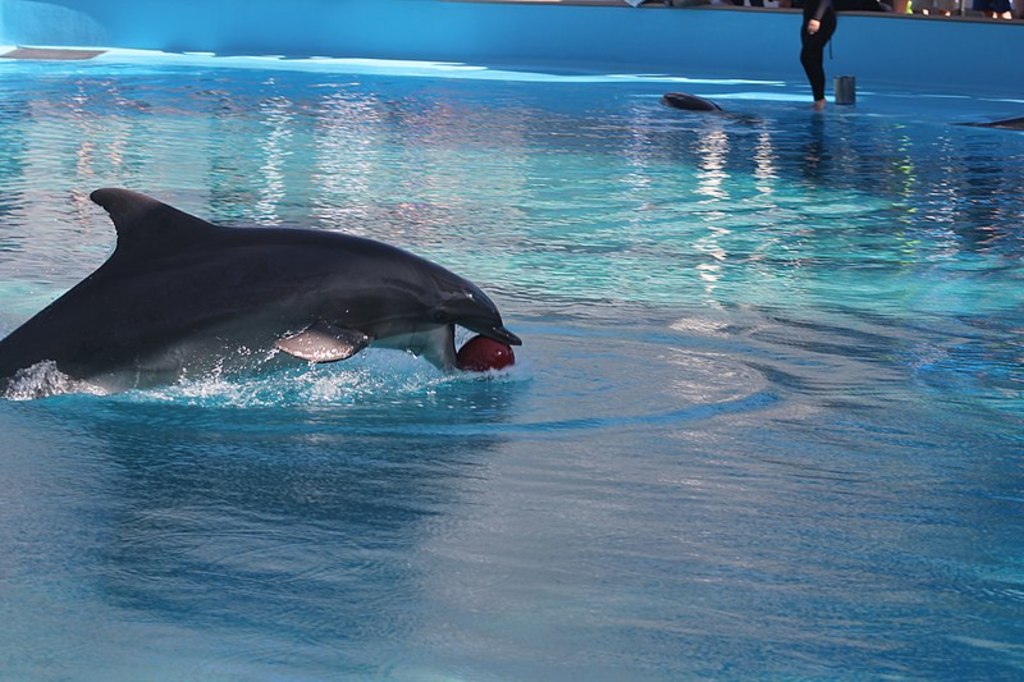 Secret Garden Dolphin Playing With Ball