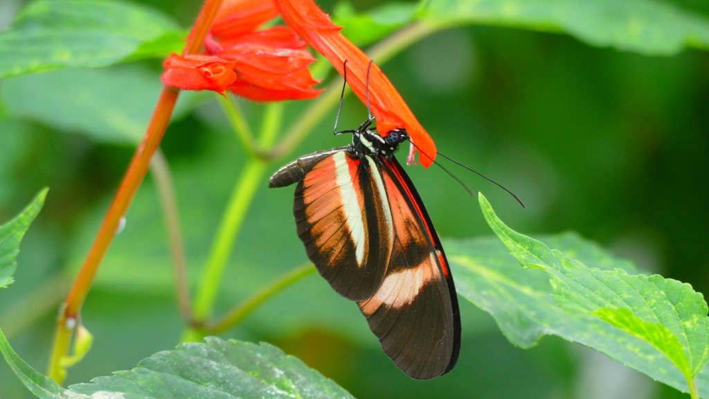 Put-n-Bay Butterfly