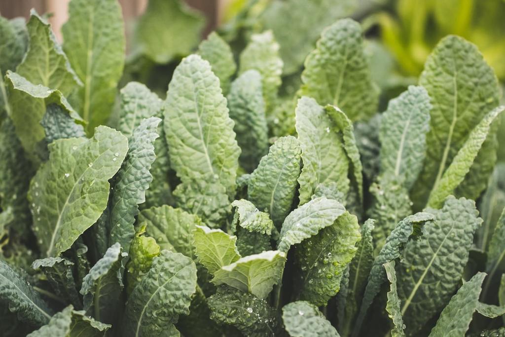 Kale