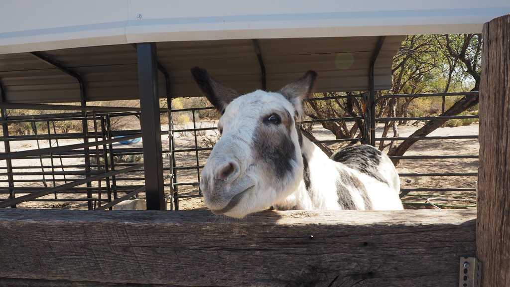 At Forever Home Donkey Rescue