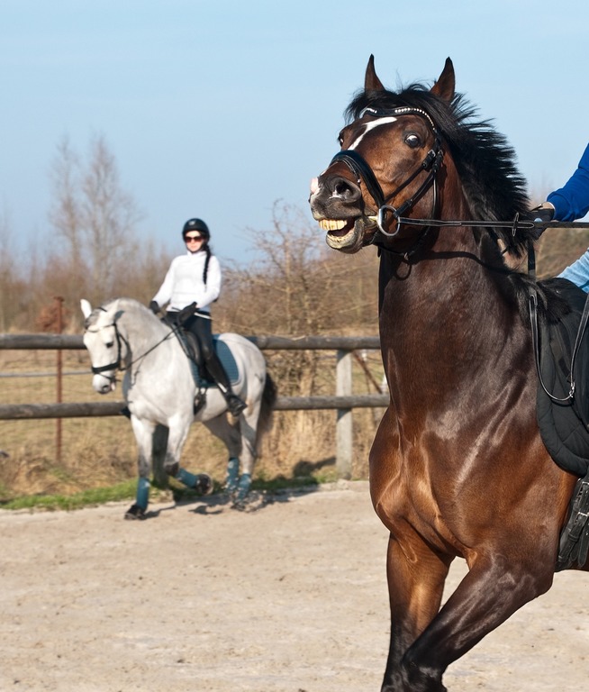 Horseback riding