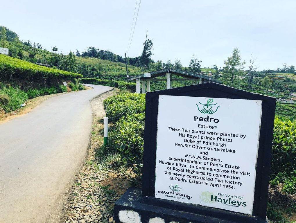 things to do in nuwara eliya sri lanka | explore the tea-making process in pedro tea factory