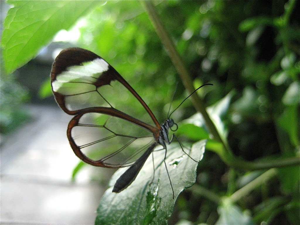 in the butterfly greenhouse