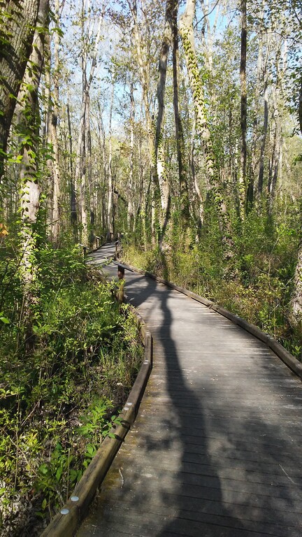 Ebenezer Swamp Boardwalk