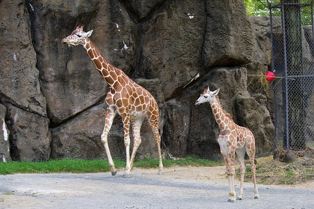 Philadelphia zoo, USA (44513399962)