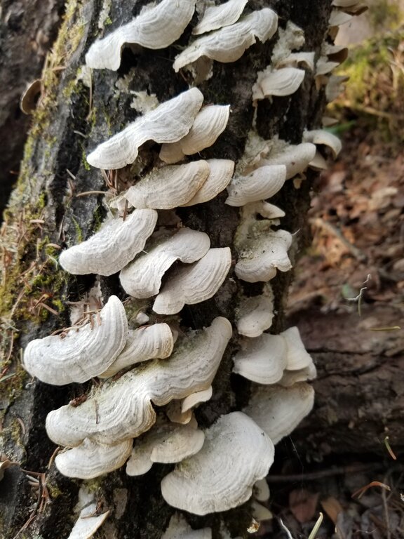 Mushrooms on a log on the Amisk Trail in Whiteshell Provincial Park in Manitoba, Canada. (41843157624)