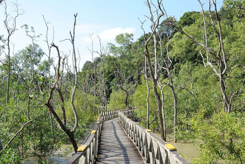 Mangrove area - Bako National Park - Sarawak - Borneo - Malaysia - panoramio