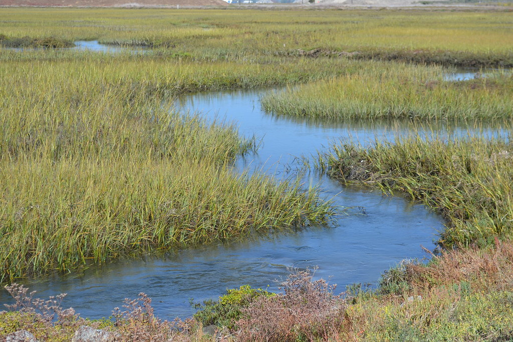 Seal Beach National Wildlife Refuge