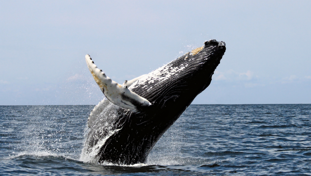 Humpback stellwagen edit