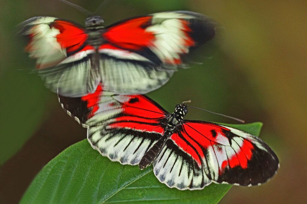Piano Key - Heliconius melpomene, Butterfly World, Coconut Creek, Florida - 8368479257
