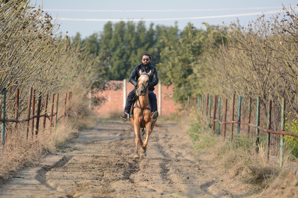 Horse Riding Horses Animal