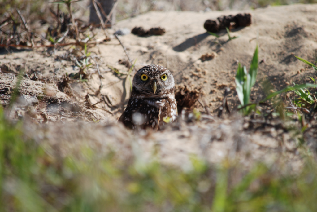 Burrowing owl, Marco Island, Florida - panoramio (1)