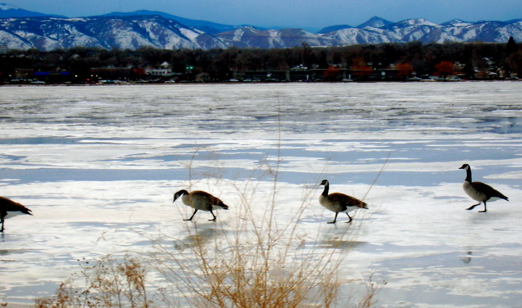 Geese at Sloans lake