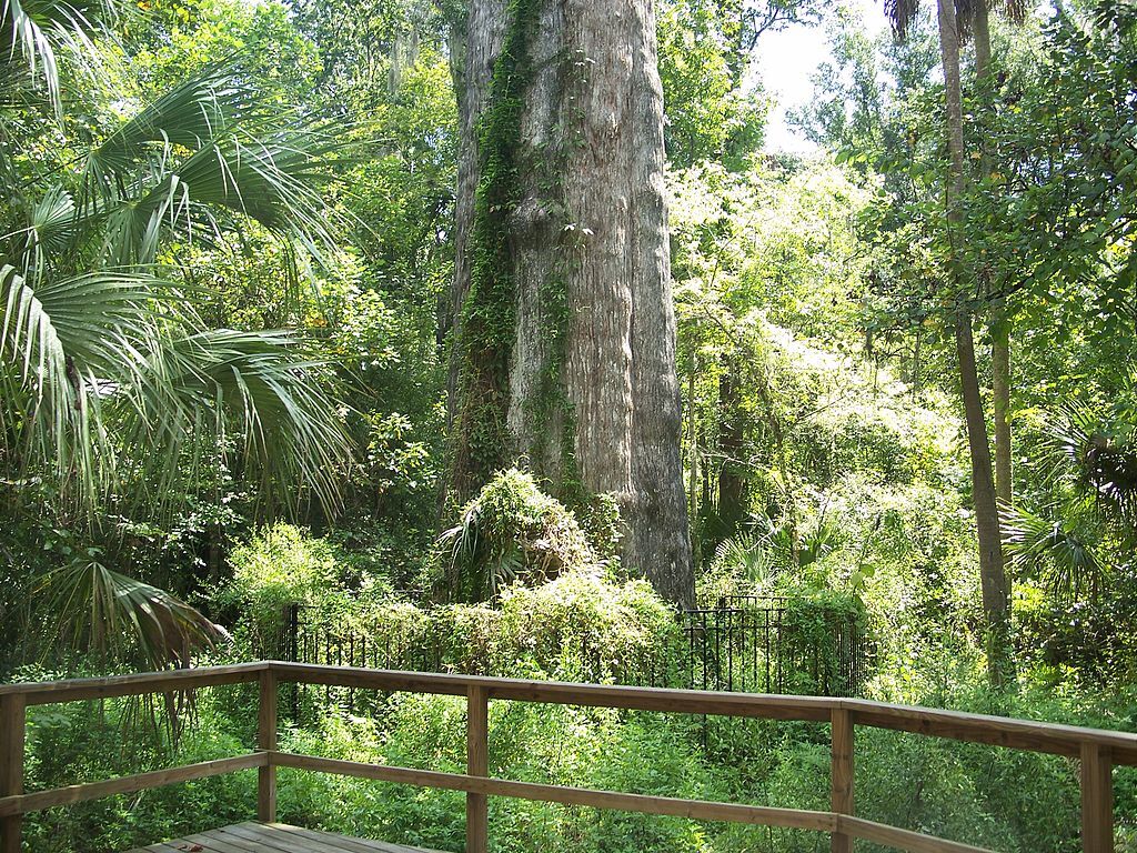 Longwood Senator Park Big02