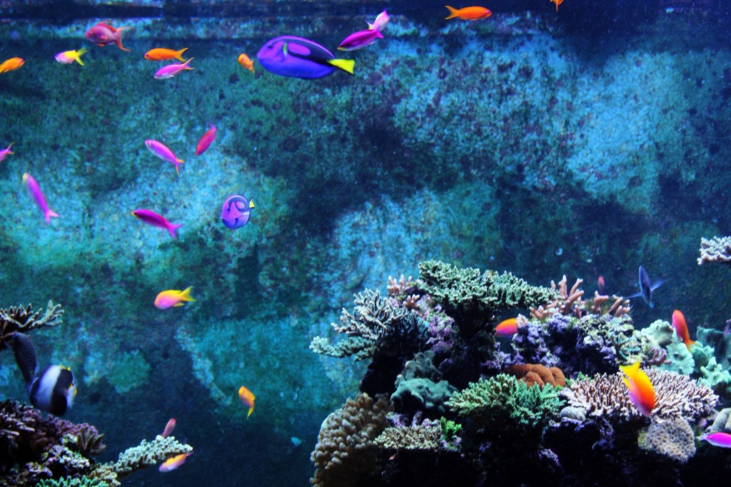 Saltwater fish aquarium