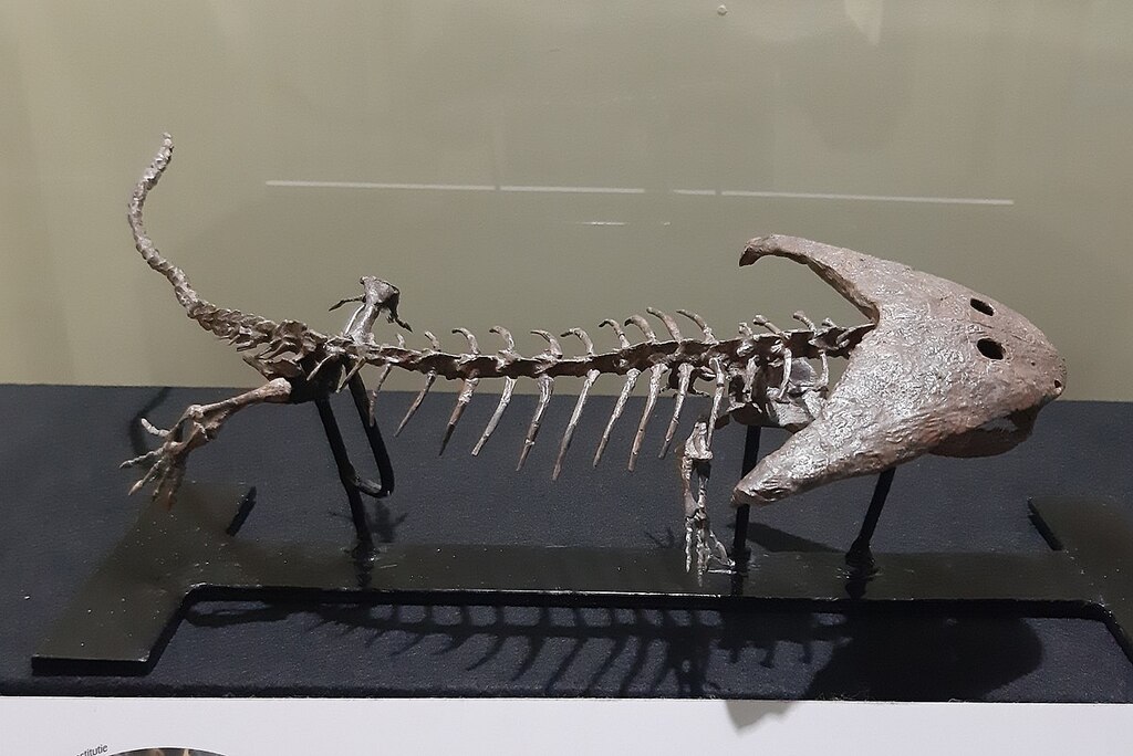 Diplocaulus fossil, in Musée d'Histoire naturelle et Vivarium, Tournai