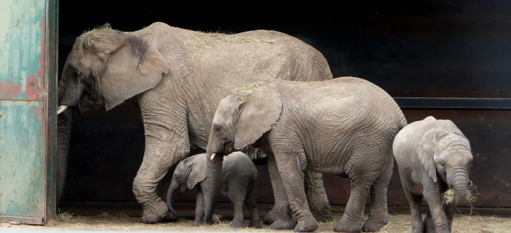 Loxodonta africana group in Howletts Wild Animal Park (edited)