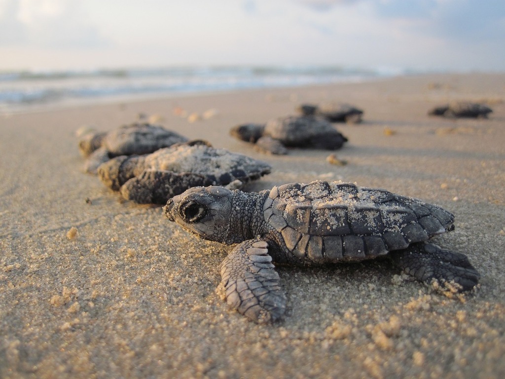 Sea turtle