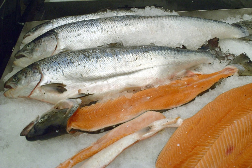 Salmon