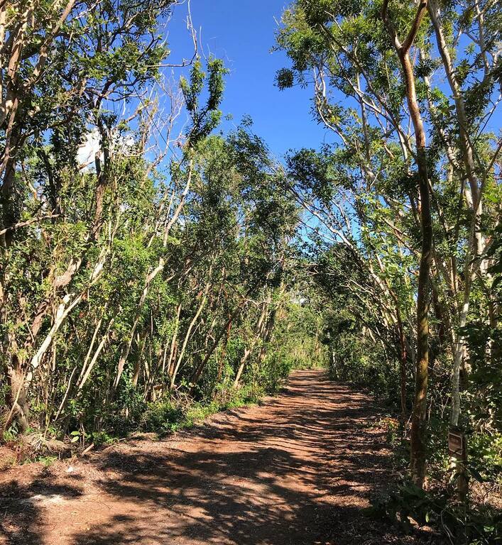 things to do in key largo florida | go hiking in dagny johnson key largo hammock botanical state park